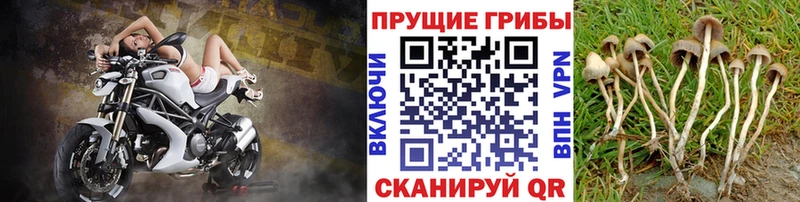 ОМГ ОМГ как войти  Спас-Деменск  Псилоцибиновые грибы прущие грибы 